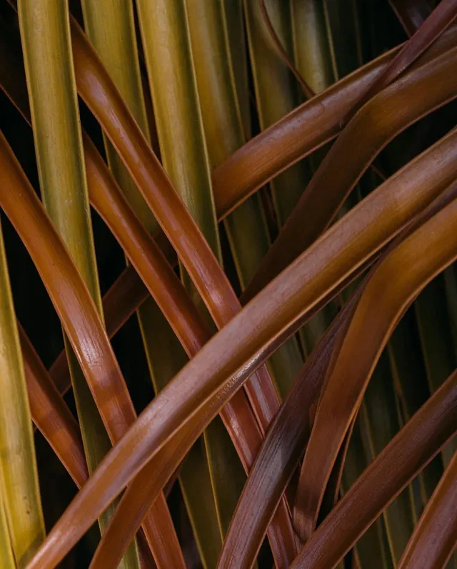 Abstract Organic Texture