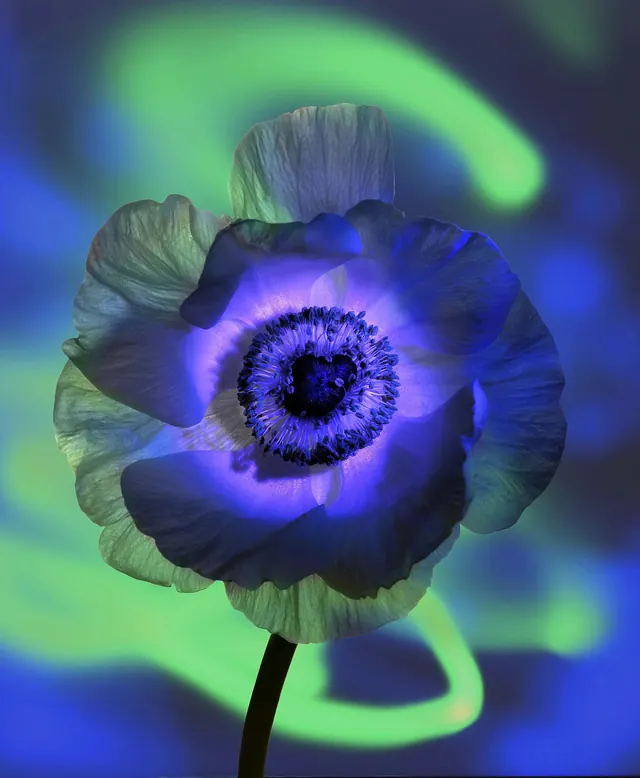 Abstract Floral Macro