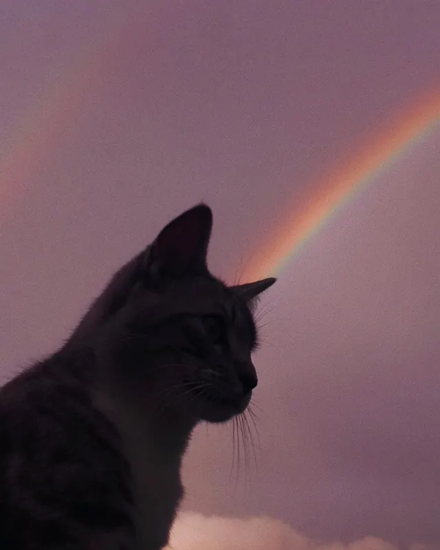 Cat Silhouette with Rainbow