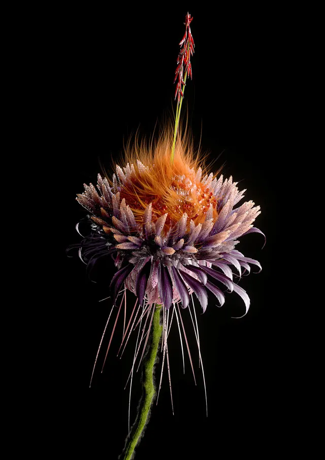 Macro Flower Photography