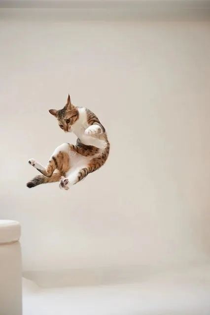 Floating Cat Photograph