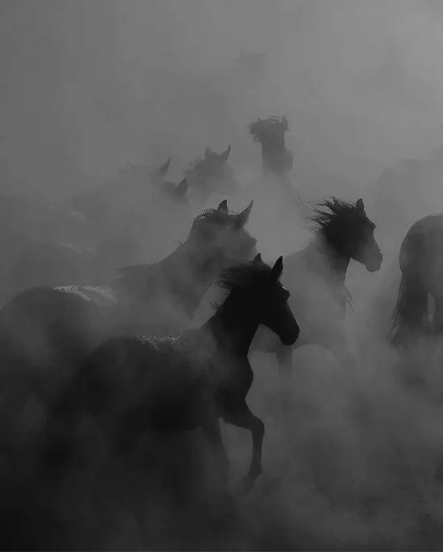 Herd of horses galloping through dense fog, monochrome, photographic, dark