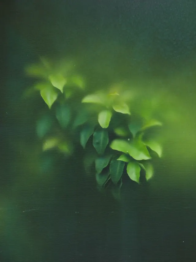 Soft-focus green leaves on dark textured background, organic, photographic, dark