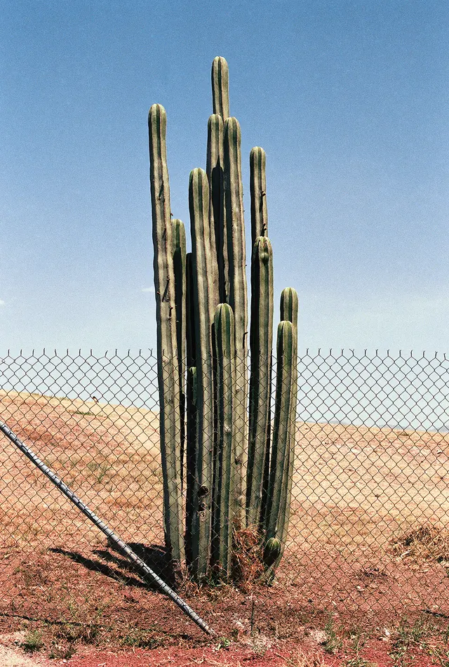 Cactus Landscape Photography
