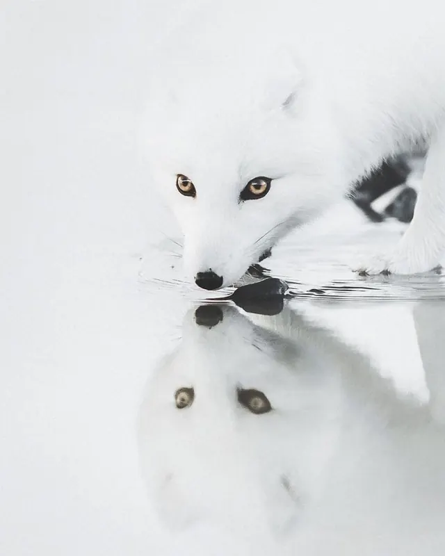 Arctic Fox Reflection