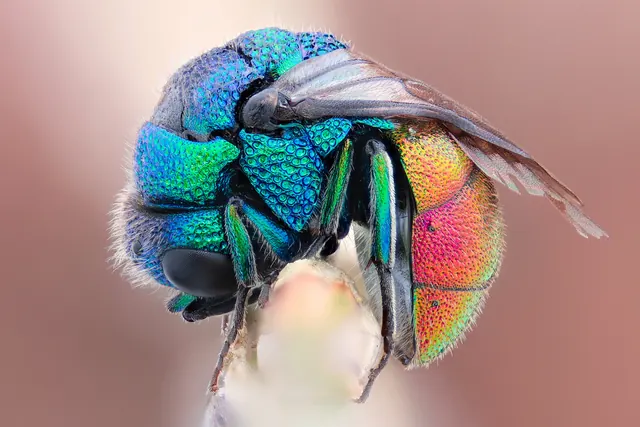 Macro Insect Photography