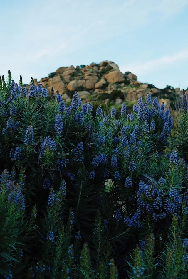 Wildflower meadow landscape with rocky terrain, photographic, organic, vibrant