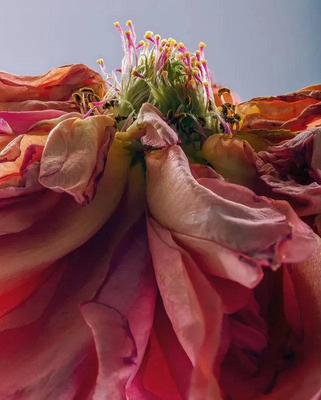 Macro Floral Close-up