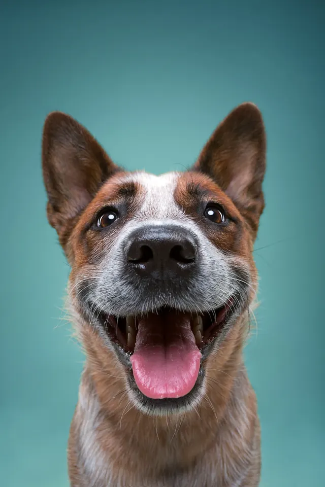 German Shepherd Portrait