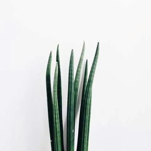 Aloe Vera Plant on White Background