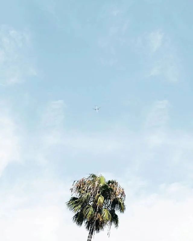 Palm tree and airplane sky minimal photo, photographic, minimal, light