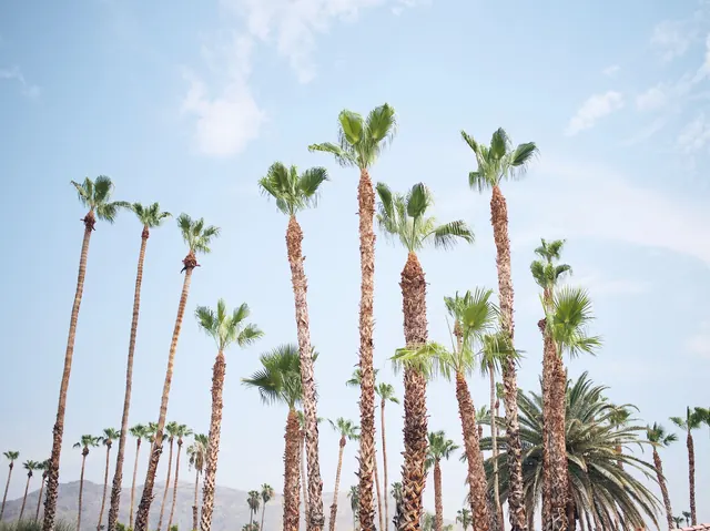 Palm Trees Against Blue Sky