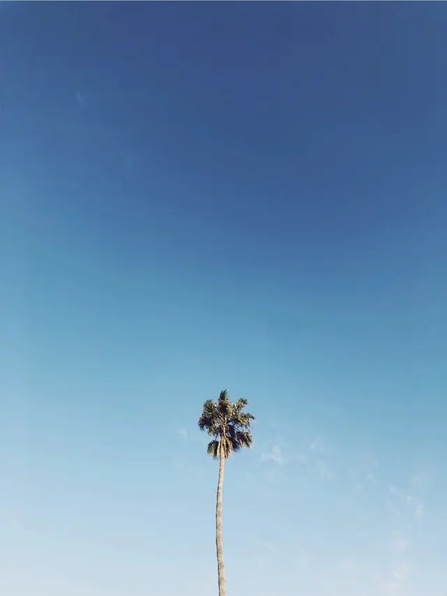 Palm Tree Against Blue Sky