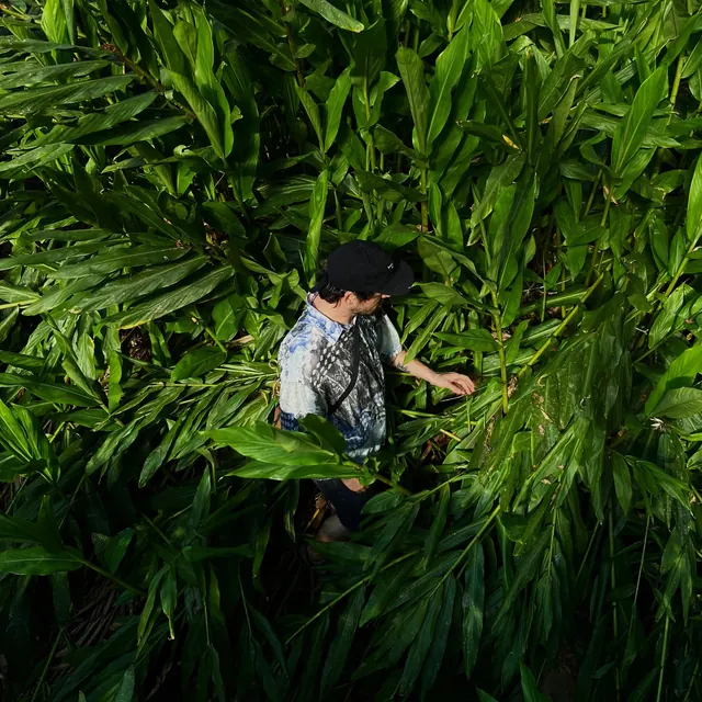 Person in Dense Foliage