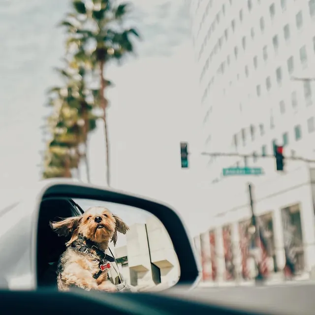 Dog in Car Side Mirror