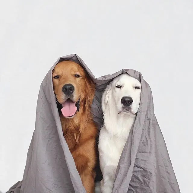 Two dogs under shared grey blanket, photographic, playful, light
