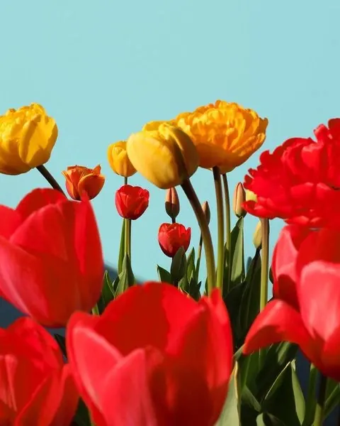 Red and Yellow Tulips