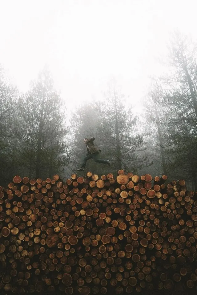 Foggy Forest Log Pile
