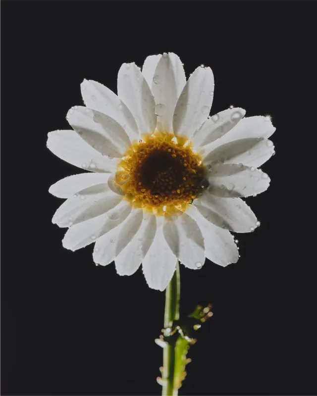White Daisy Flower
