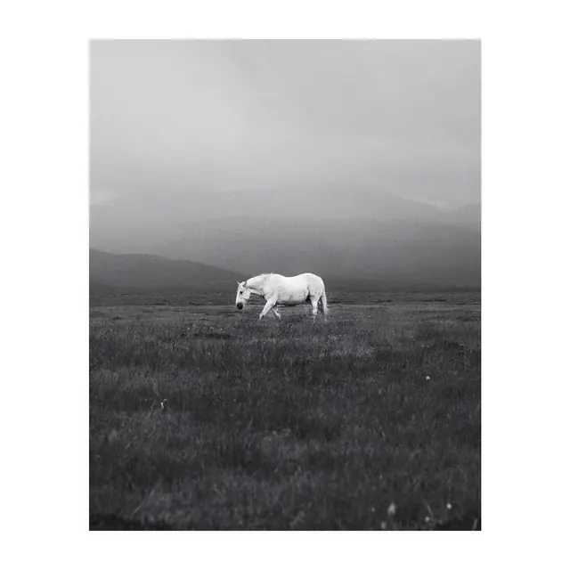 Monochrome Horse Landscape