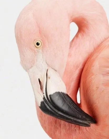 Pink Flamingo Close-up