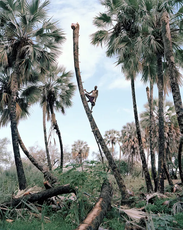 Palm Grove Landscape