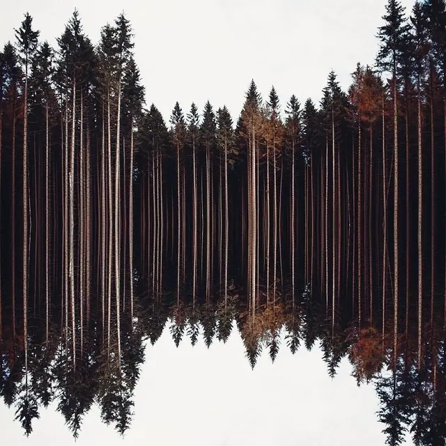 Reflected Forest Landscape
