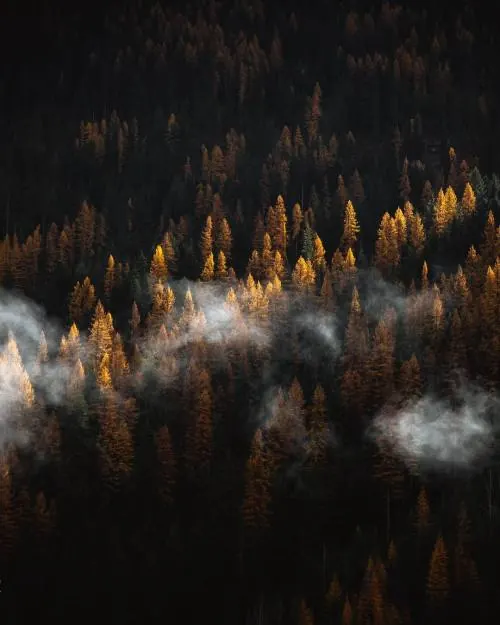 Misty Forest at Night
