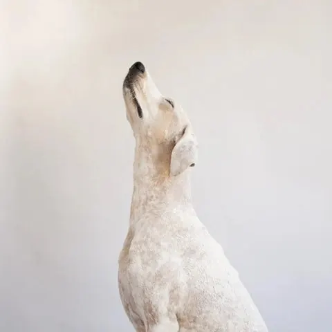 White Dog Portrait