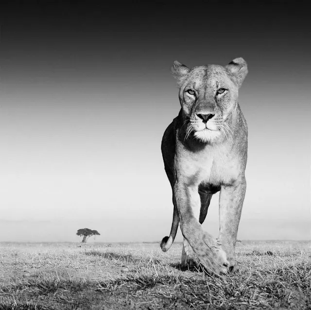 Lion in Grassland
