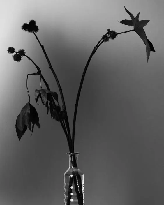 Monochrome Floral Still Life