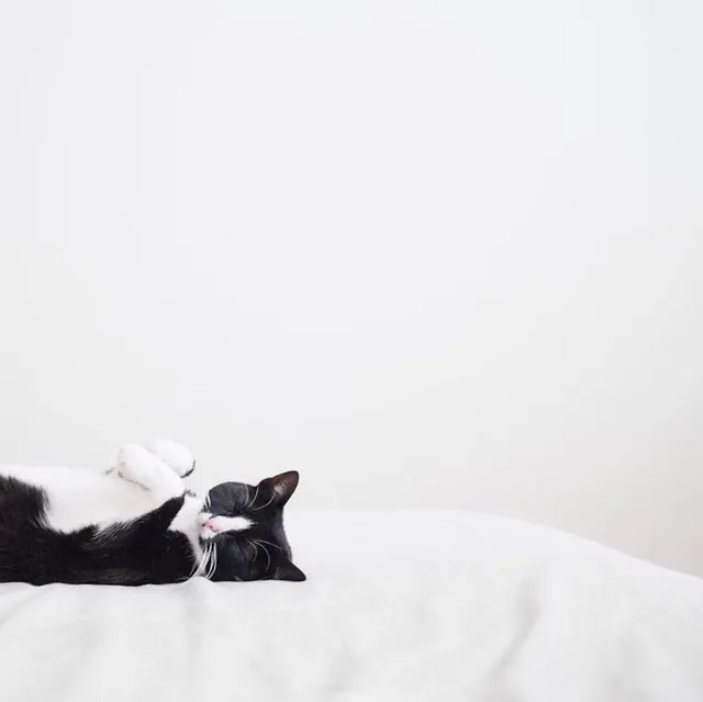 Sleeping Cat on White Fabric