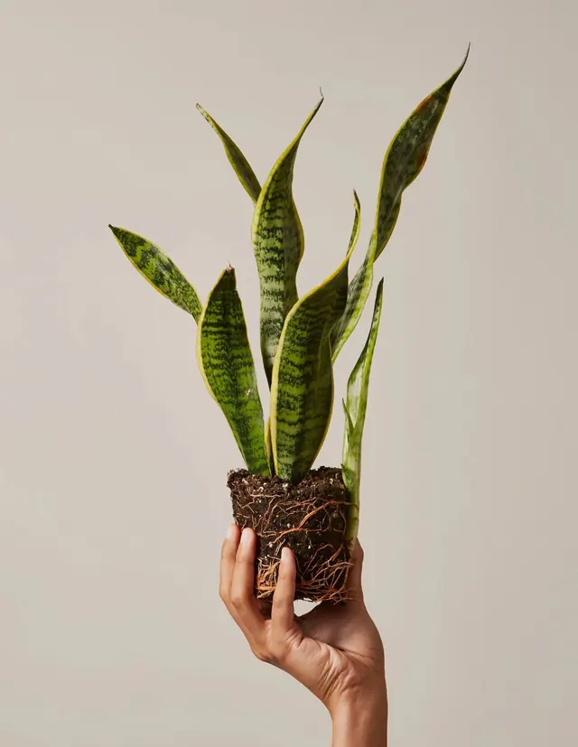 Hand holding potted snake plant