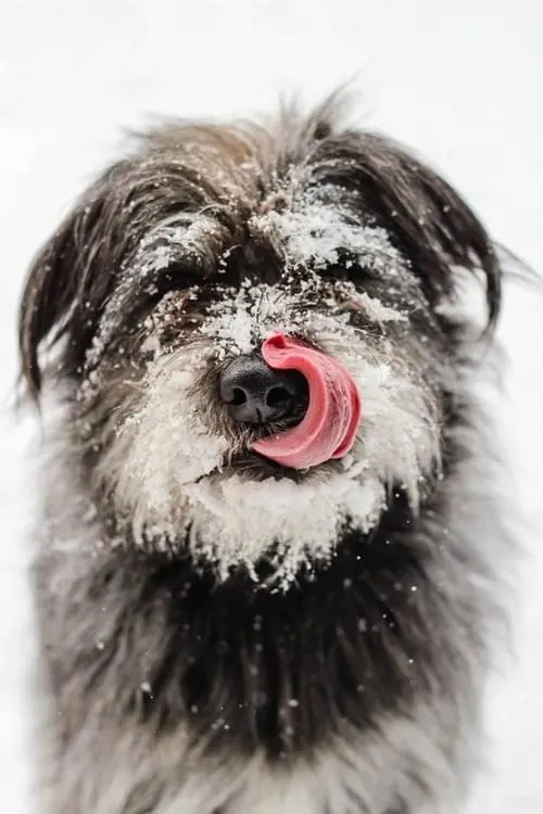 Snow-Covered Dog Portrait