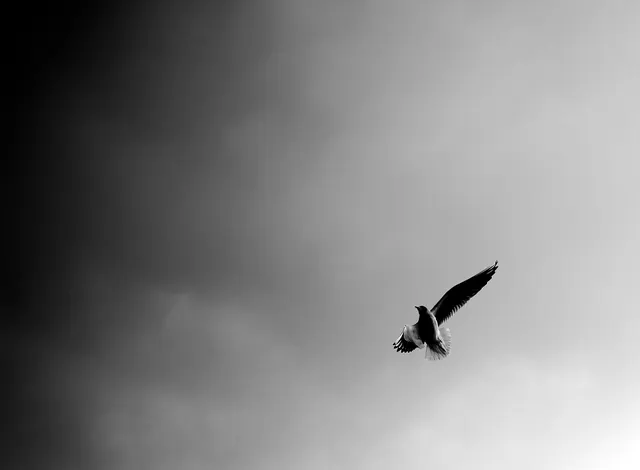 Bird in Flight