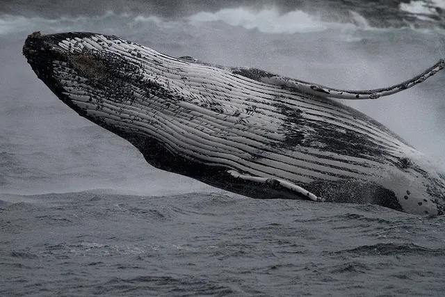 Whale in Ocean