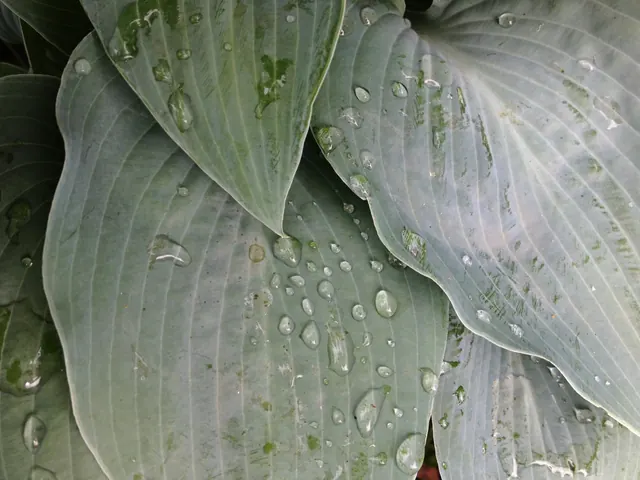 Water Droplets on Hosta Leaves