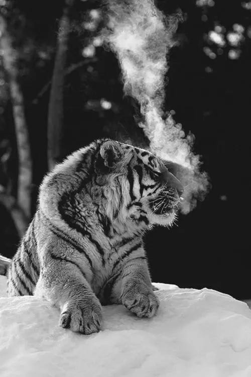 Tiger with breath mist black and white photograph, photographic, dark-mode, dark