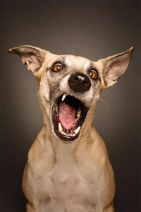 Expressive dog portrait, mouth open, photographic, playful, warm