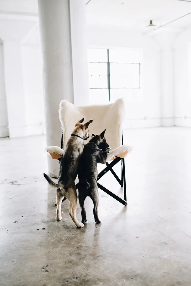 Interior Space with Chair and Dog