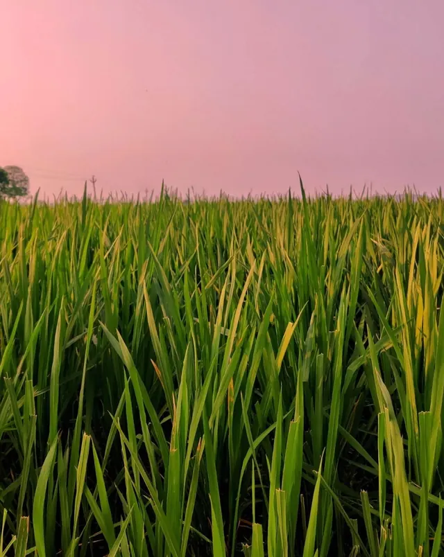 Rice Field at Sunset