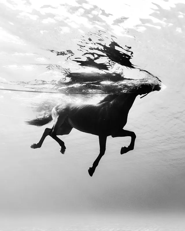 Underwater Horse Motion Study