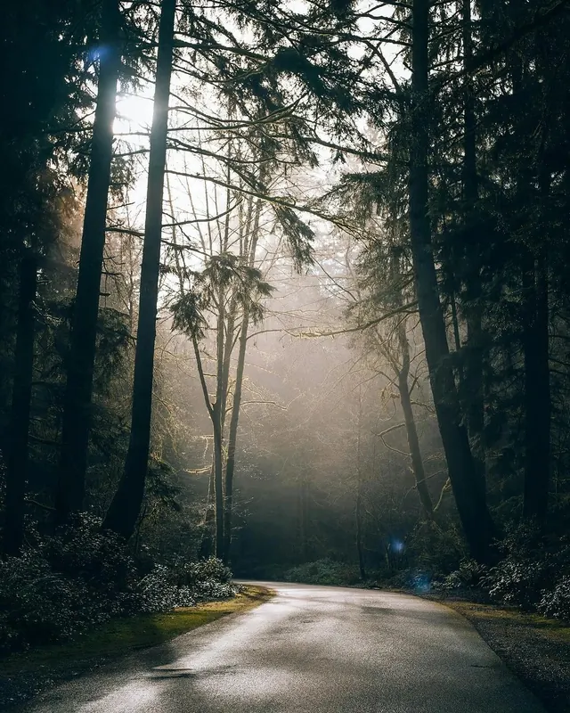 Misty Forest Road