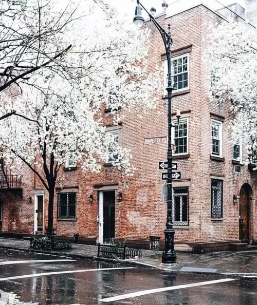 Urban Street Scene with Cherry Blossoms
