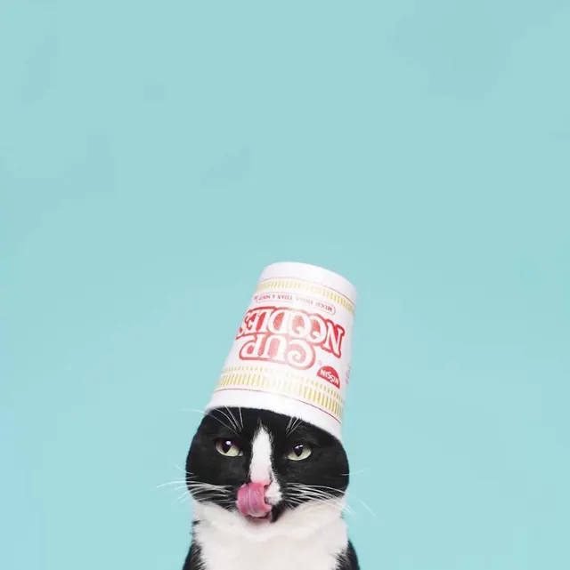 Cat in Knit Beanie