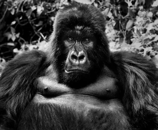 Black and White Gorilla Portrait