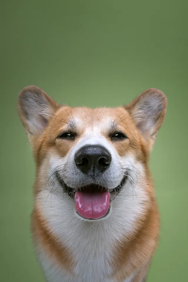 Smiling Corgi Portrait