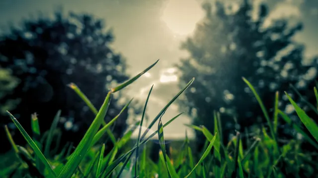 Grassy Field with Sun Flare