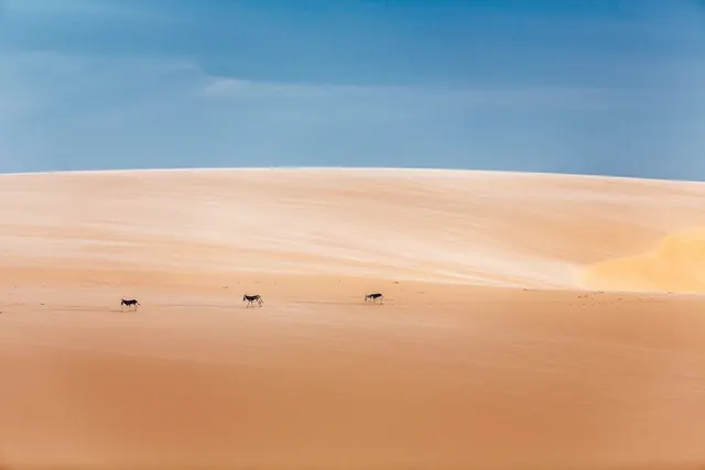 Desert Landscape Photography