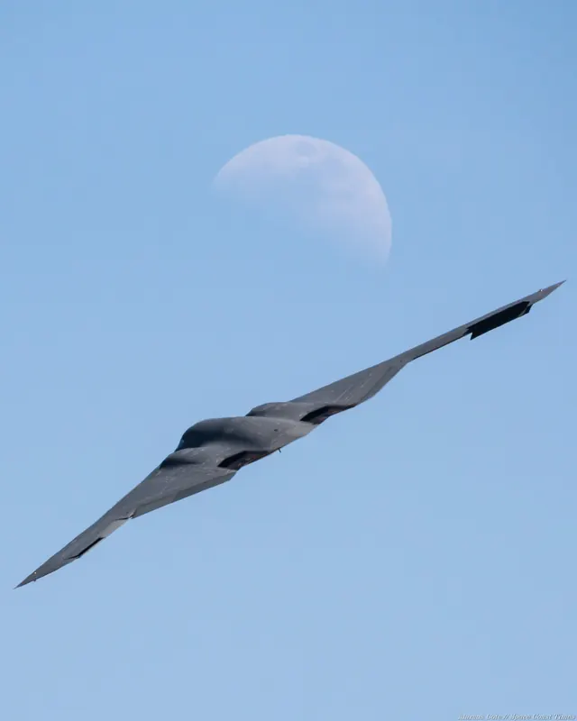 Bird in Flight